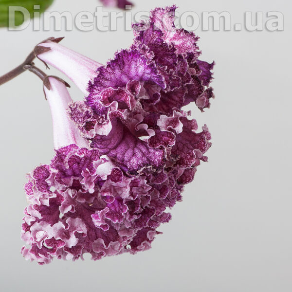 ds_2034_1_199