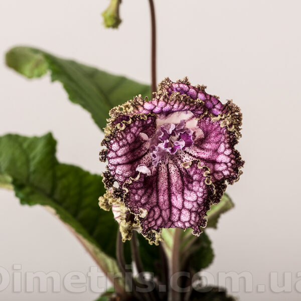 ds_2034_855
