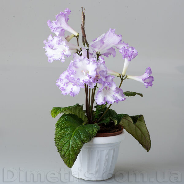 ds_2041_1_468