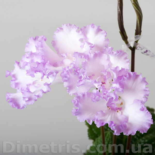 ds_2041_2_191