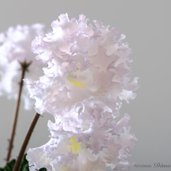 ds_2045__847