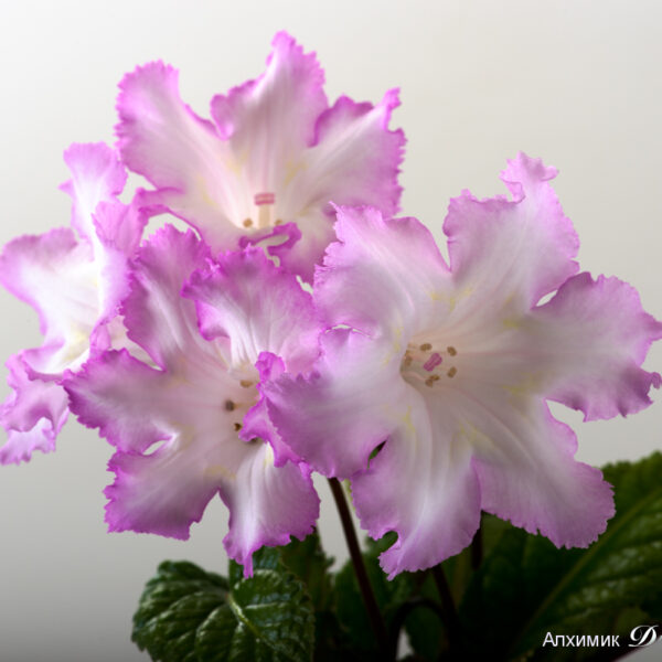 ds_2051_190