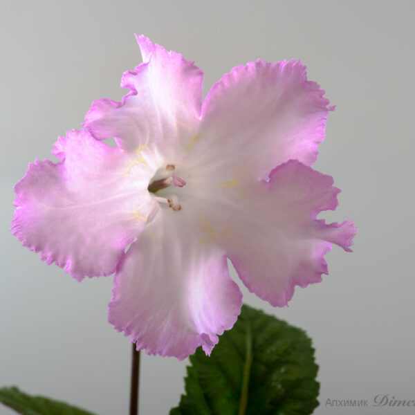 ds_2051_778