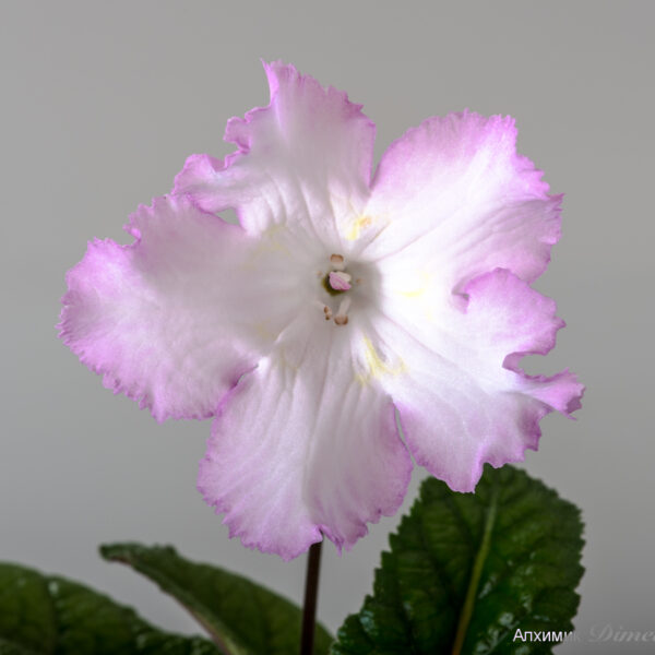 ds_2051_881