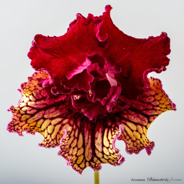 ds_2059_188