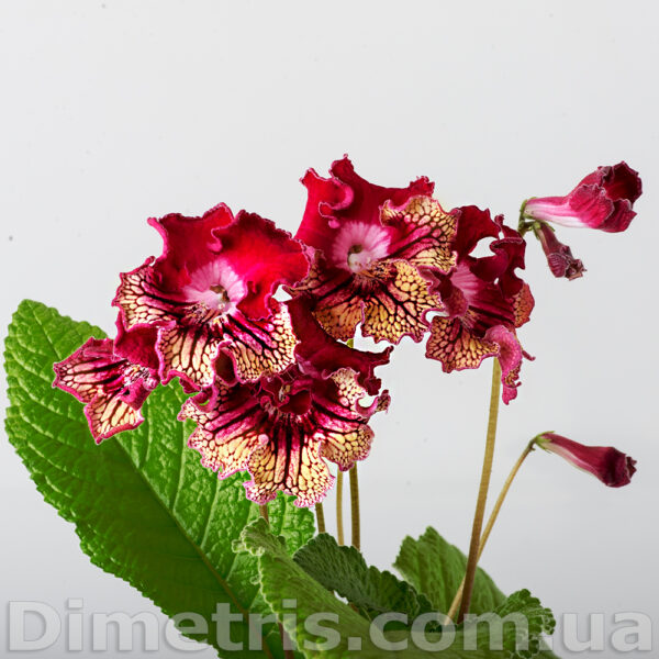 ds_2059_1_116