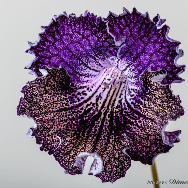ds_2086_215