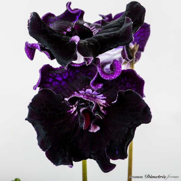 ds_2087__452