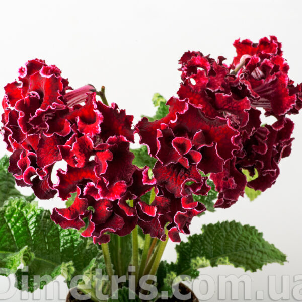 ds_2088_1_199