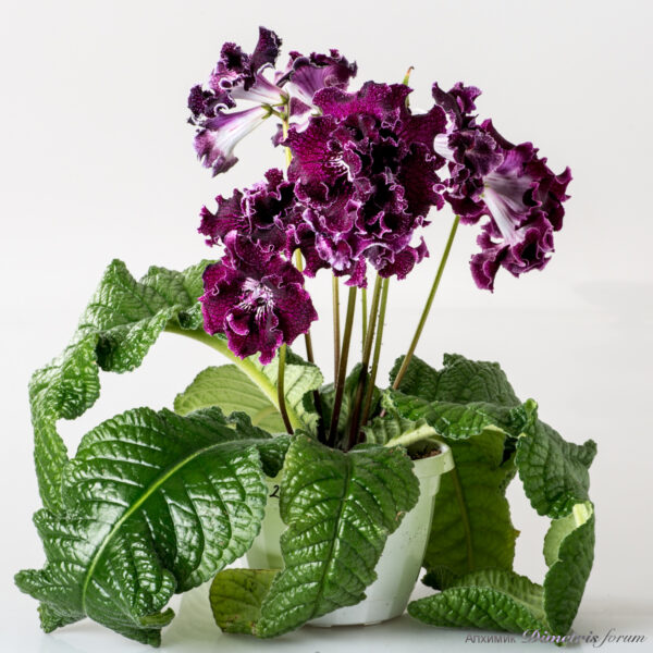 ds_2091__103