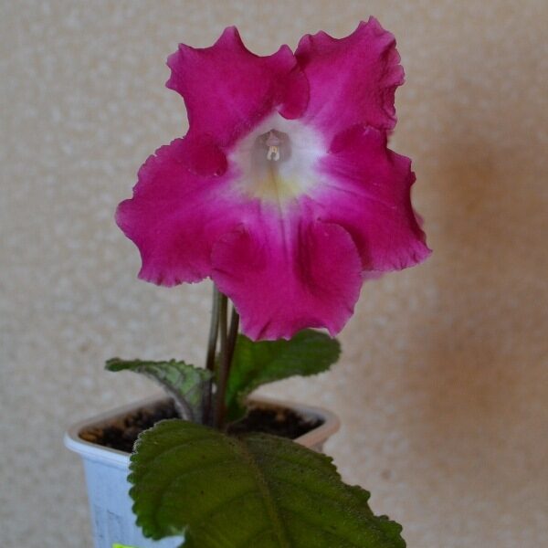 ds_20_582
