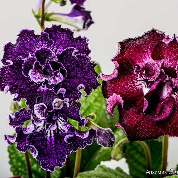 ds_2100_2095_104