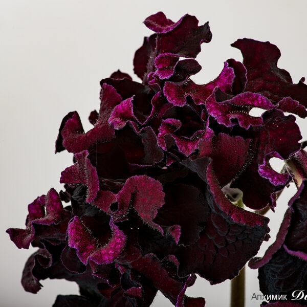 ds_2108_c_7097_814