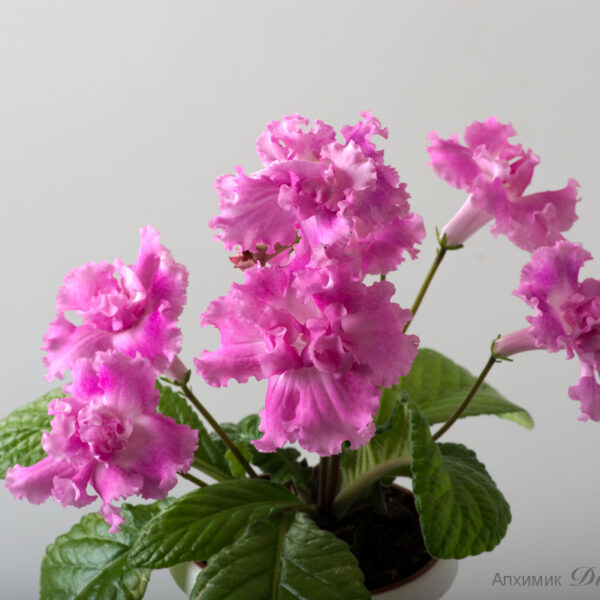 ds_2114_126 ds_2114_126