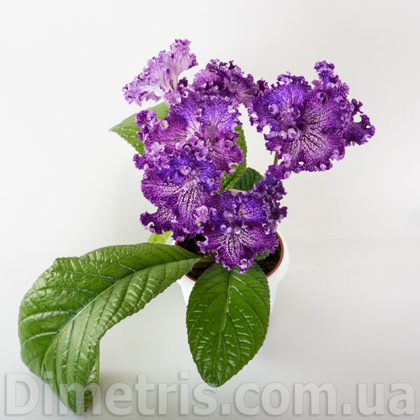 ds_2118_1_876