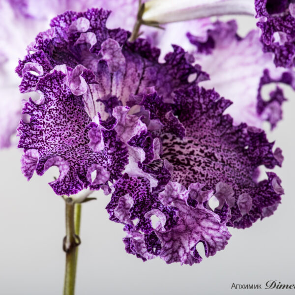 ds_2118equalequal_159