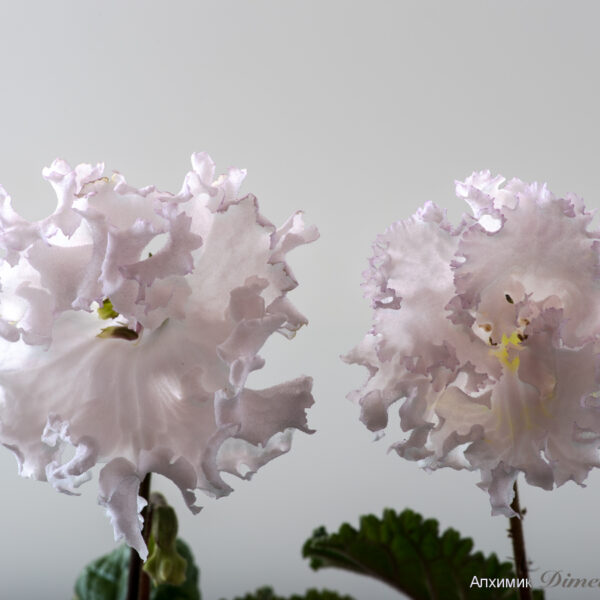 ds_2120_2045_120