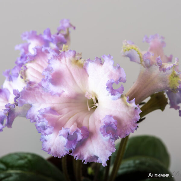 ds_2126_258