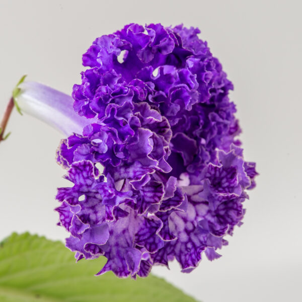 ds_2126__659
