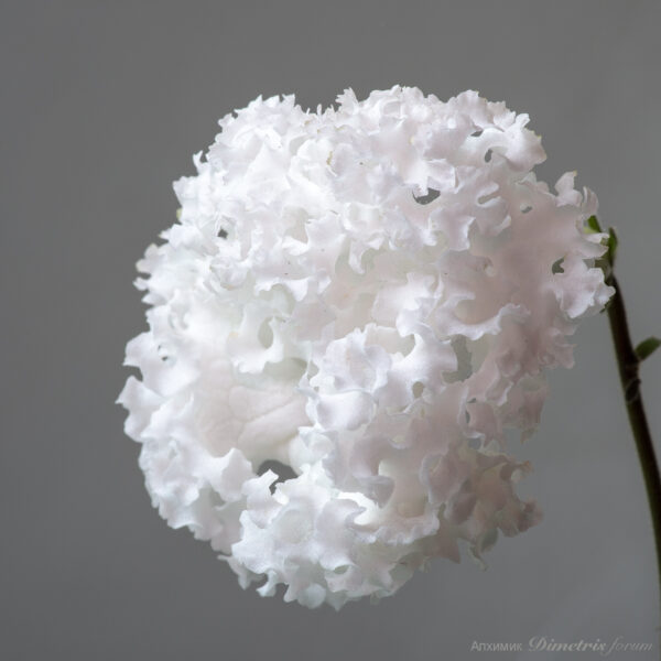 ds_2137equalequalequal_212