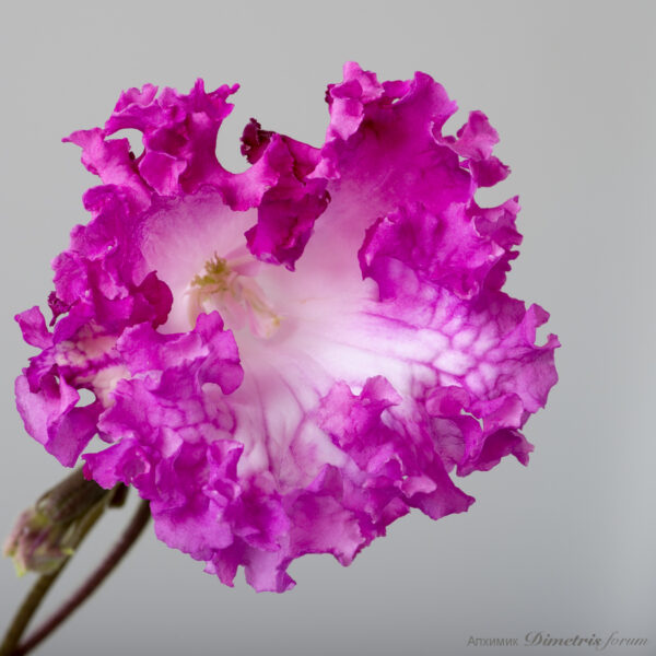 ds_2142_161