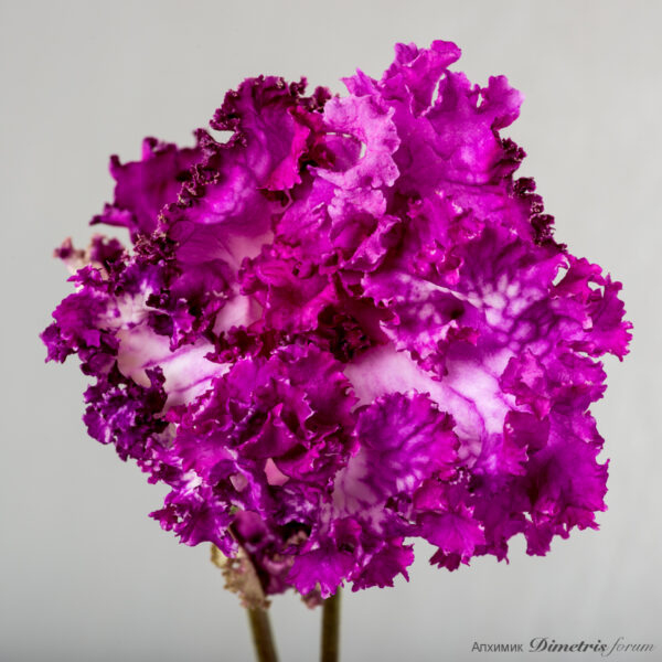 ds_2142__149