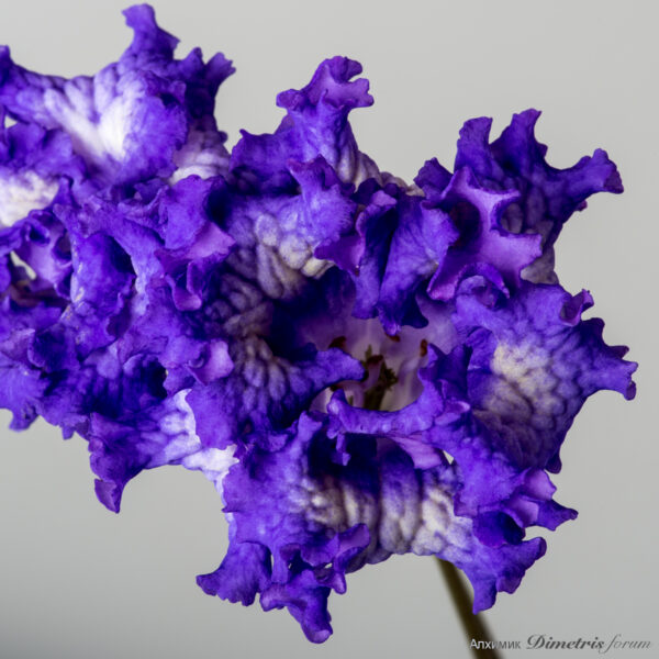 ds_2144_136