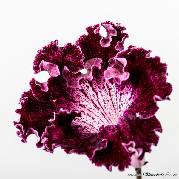 ds_2165_195