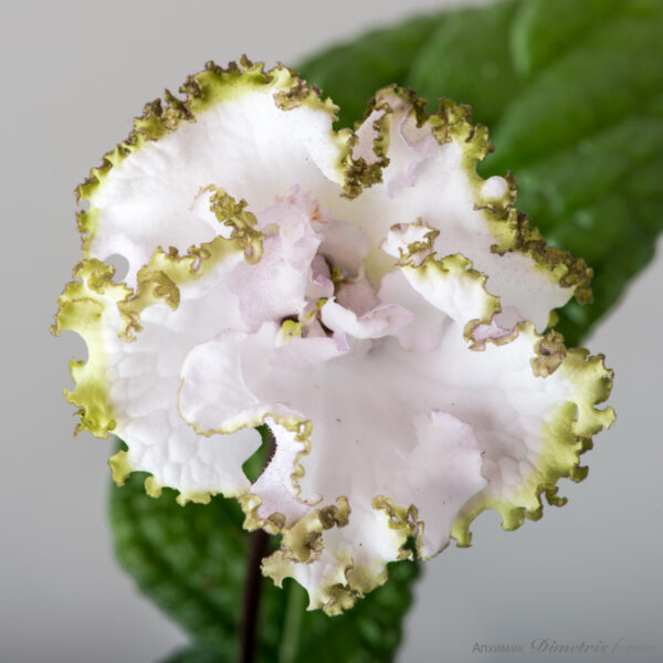 ds_2192_690