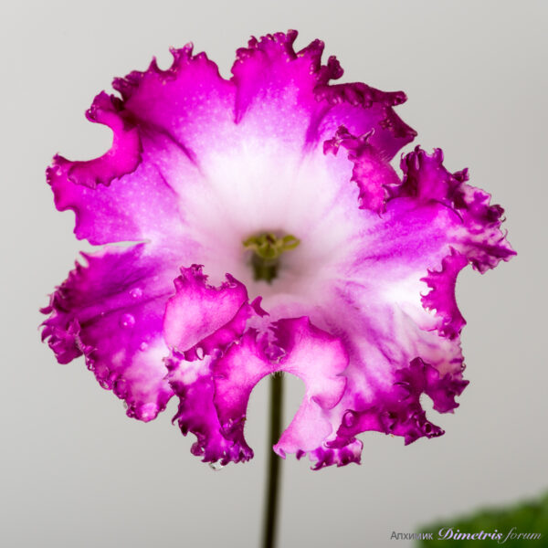 ds_21_38_240