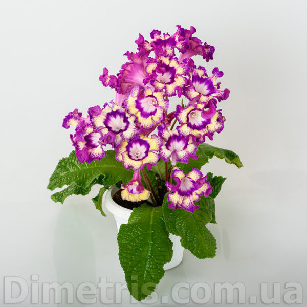 ds_2224_2_172