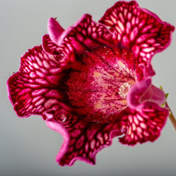 ds_2250__186