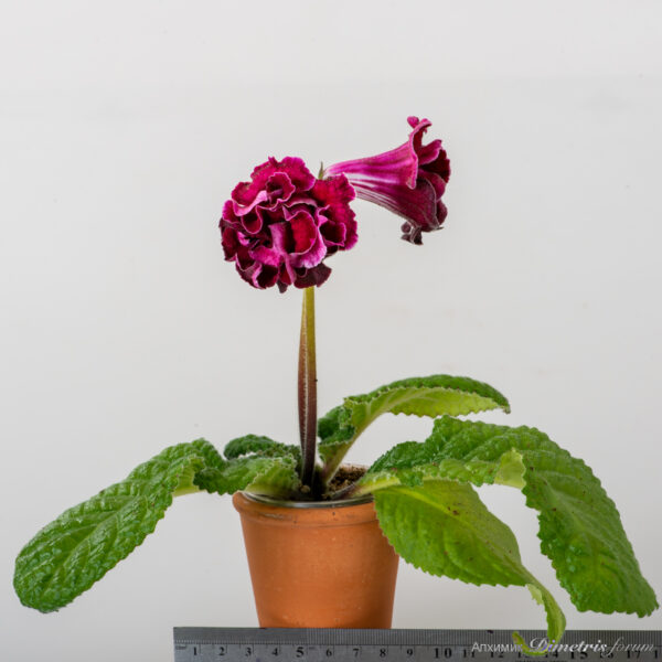 ds_2254__124