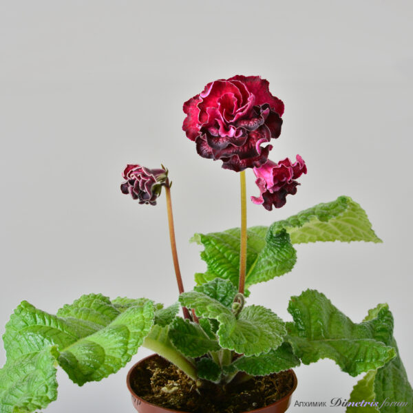 ds_2254__178