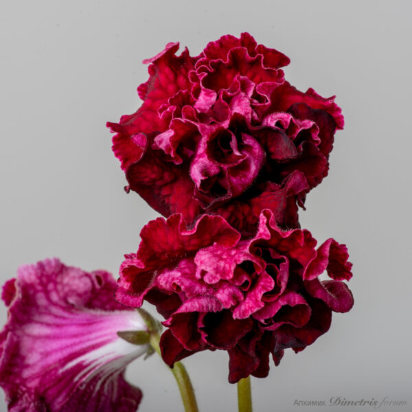 ds_2254equal_940