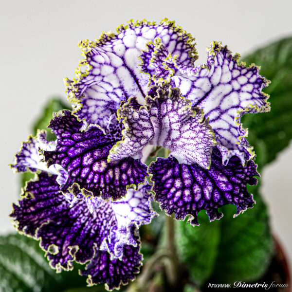 ds_2255__212