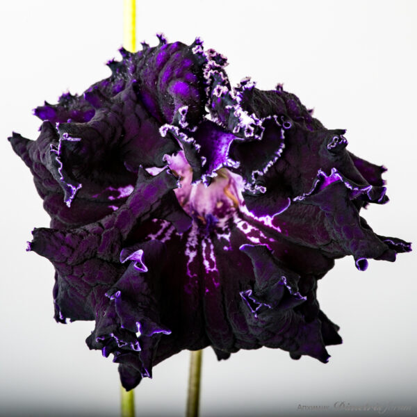 ds_2256__114