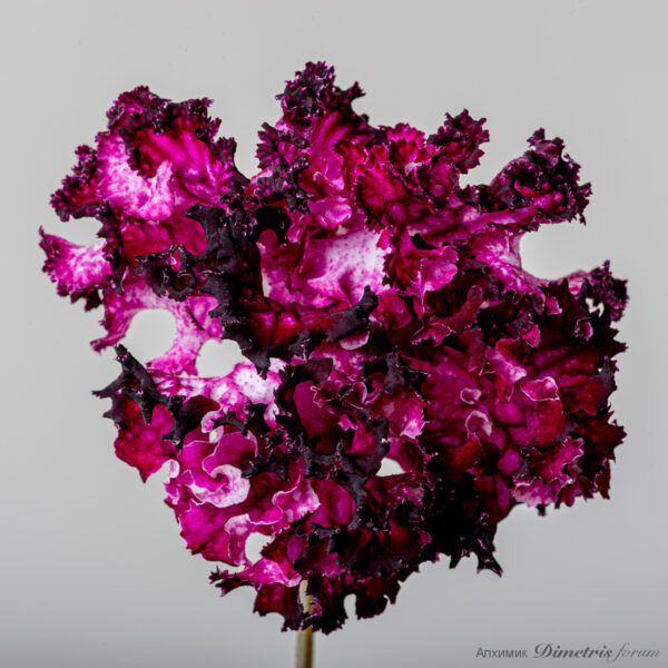 ds_2275_486