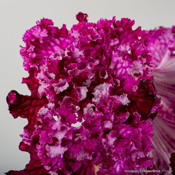 ds_2275__634