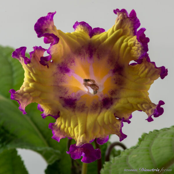 ds_2277_391