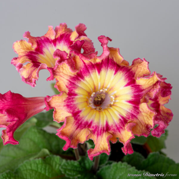 ds_2282__121