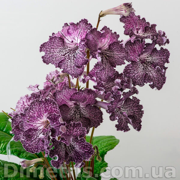 ds_2291_1_113