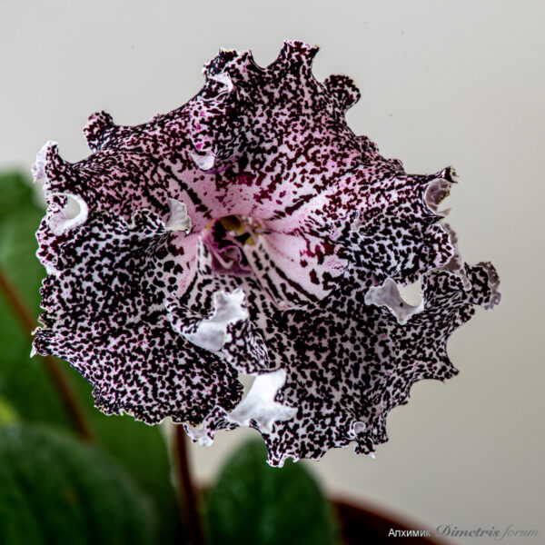 ds_2297_177