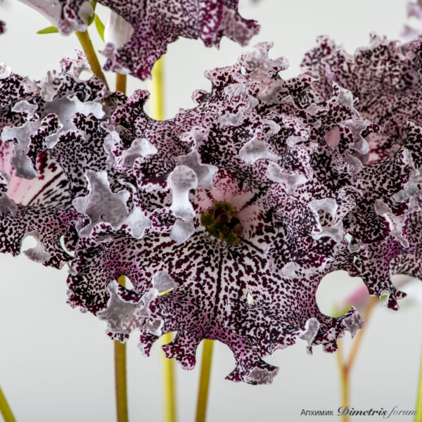 ds_2297__157