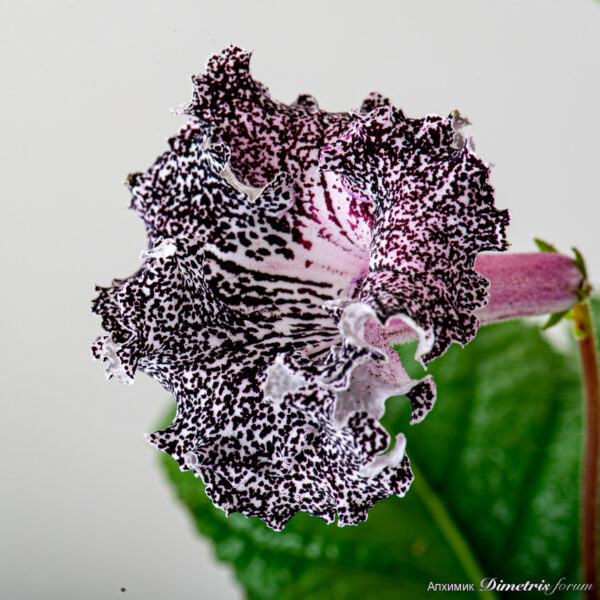 ds_2297__746
