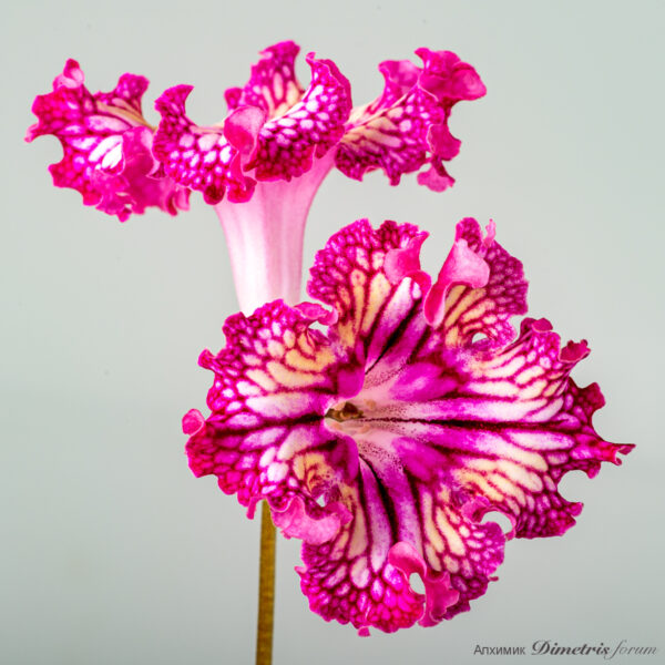 ds_2311__694