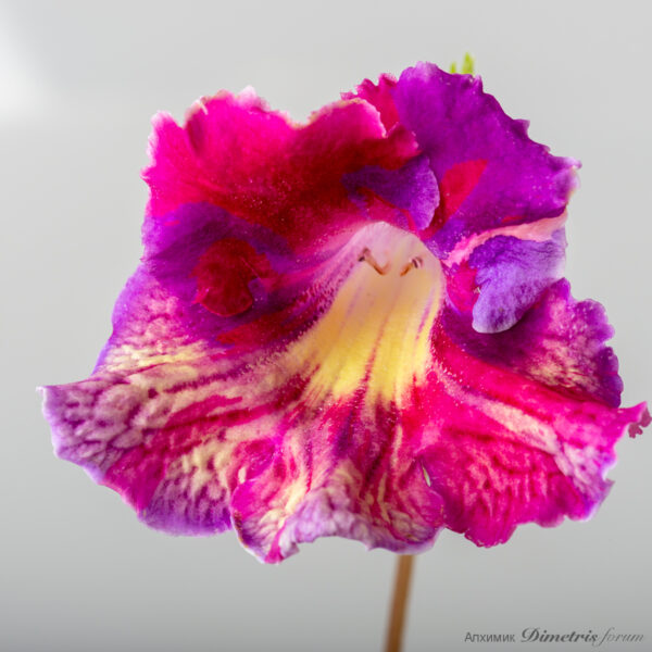 ds_2312_580