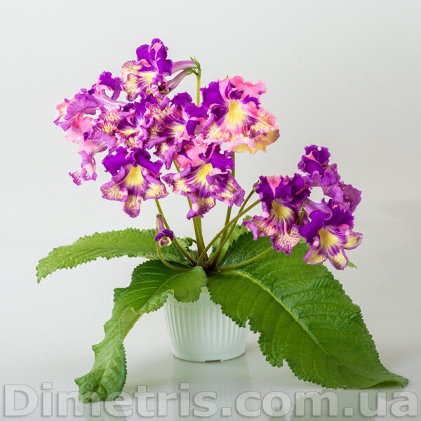 ds_2320_1_191