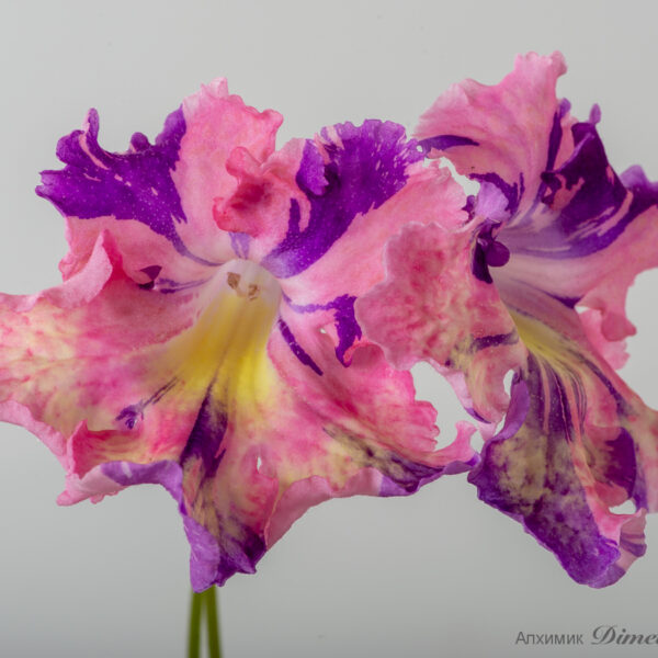 ds_2320_609