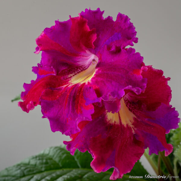 ds_2324_616